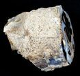 Blue Forest Petrified Wood Limb Section - / lbs #3283-3